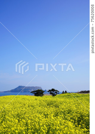 Rapeseed Flowers and Seongsan Ilchulbong Peak Rapeseed Flowers and Seongsan Ilchulbong Peak 75620008