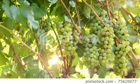 Vine and bunch of white grapes Vine and bunch of white grapes 75620077