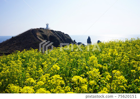 Rape blossoms of Seopjikoji 75620151