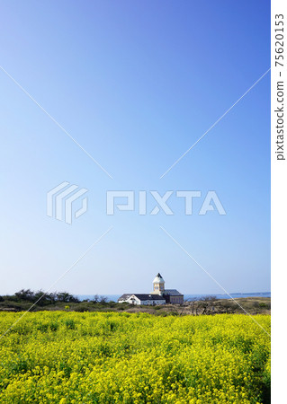Rapeseed Flower and Cozy House 75620153