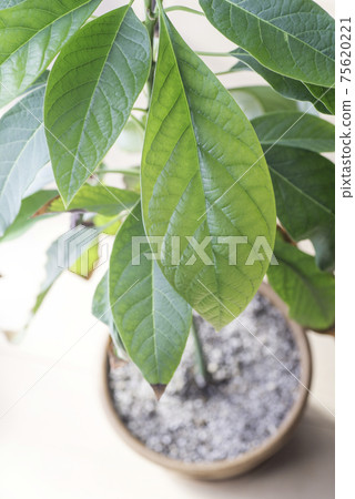 Avocado potted plant Avocado potted plant 75620221