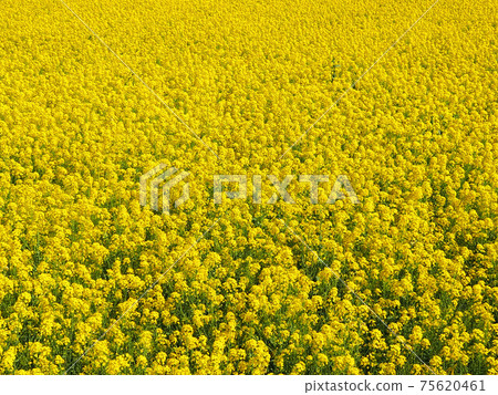 油菜田 75620461
