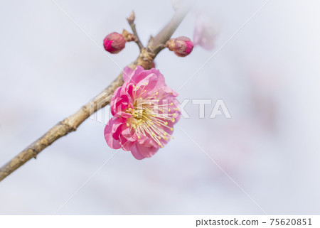 Plum plum blossom character space petal plum red plum Plum plum blossom character space petal plum red plum 75620851