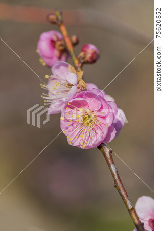 Plum plum blossom character space petal plum red plum Plum plum blossom character space petal plum red plum 75620852