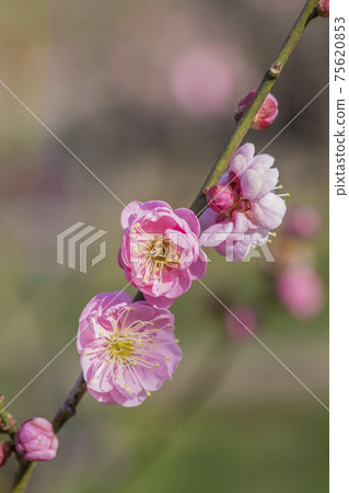 Plum plum blossom character space petal plum red plum Plum plum blossom character space petal plum red plum 75620853