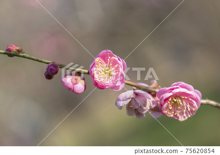 Plum plum blossom character space petal plum red plum Plum plum blossom character space petal plum red plum 75620854