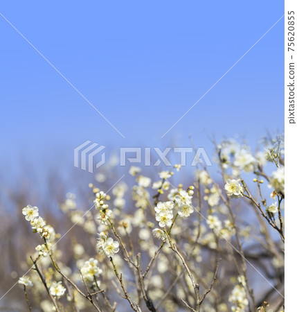 Plum, plum blossom, character space, petal, plum, white plum Plum, plum blossom, character space, petal, plum, white plum 75620855