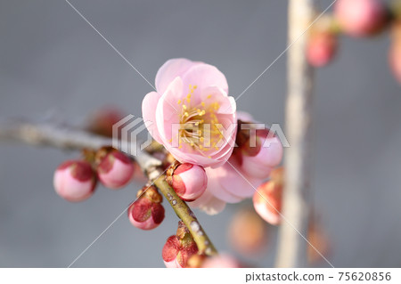 梅花梅花字符空間花瓣梅花紅色李子 梅花梅花字符空間花瓣梅花紅色李子 75620856