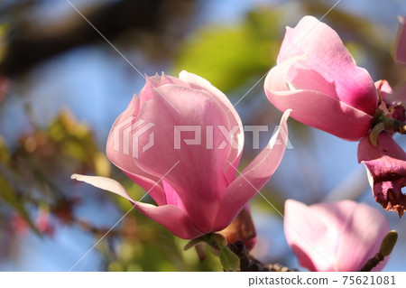 Pink magnolia in the sun Pink magnolia in the sun 75621081