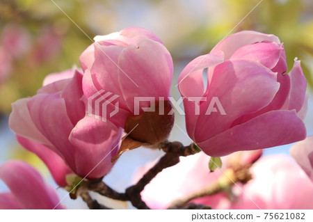 Pink magnolia blooming on a sunny day Pink magnolia blooming on a sunny day 75621082