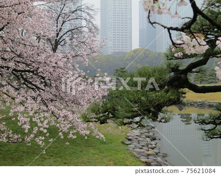 Cherry blossoms blooming in a Japanese garden with a pond Cherry blossoms blooming in a Japanese garden with a pond 75621084