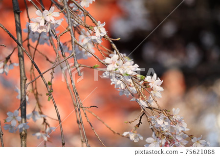 Next to the weeping cherry blossoms that bloom in the temple 75621088