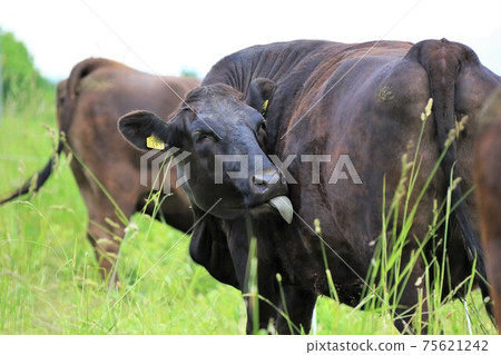 日本牛肉 75621242