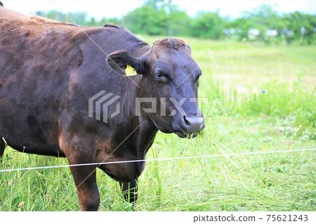 日本牛肉 75621243