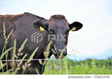 Japanese beef 75621249