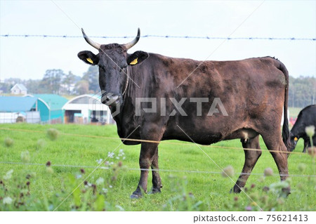 Japanese beef Japanese beef 75621413