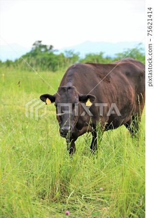 Japanese beef Japanese beef 75621414
