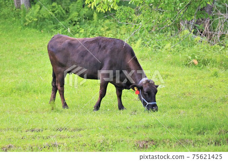 Japanese beef Japanese beef 75621425