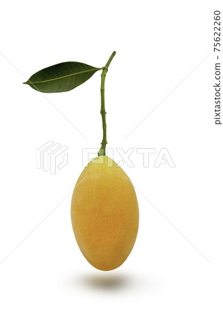 Fresh ripe organic sweet yellow marian plum or plum mango on white isolated background with clipping path. Tropical exotic summer fruit call Mayongchid or Maprang in Thailand with sweet and sour taste Fresh ripe organic sweet yellow marian plum or plum mango on white isolated background with clipping path. Tropical exotic summer fruit call Mayongchid or Maprang in Thailand with sweet and sour taste 75622260