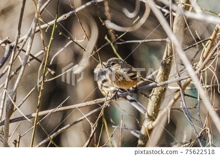 Long-tailed rosefinch perching on a branch, February, Okutama 75622518
