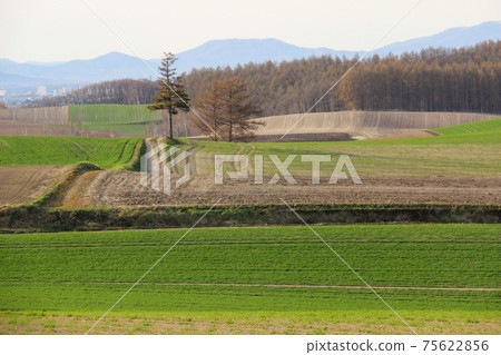 春天的麥田 春天的麥田 75622856