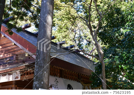 椿早春的大神社 椿早春的大神社 75623195