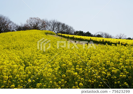 茨城縣日立海濱公園春天開花的風景 茨城縣日立海濱公園春天開花的風景 75623299