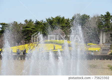 茨城縣國立日立海濱公園有噴泉的春景 75623302