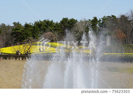 茨城縣國立日立海濱公園有噴泉的春景 茨城縣國立日立海濱公園有噴泉的春景 75623303