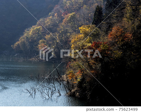 Tokuyama湖秋葉 Tokuyama湖秋葉 75623499