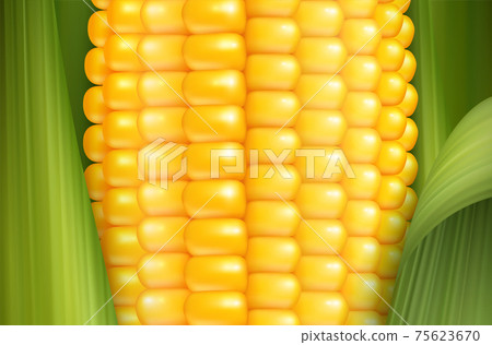 Realistic Corn Background 75623670
