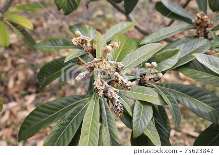 Loquat Loquat 75623842