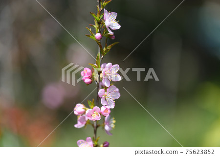 Flower of Prunus tomentosa Flower of Prunus tomentosa 75623852