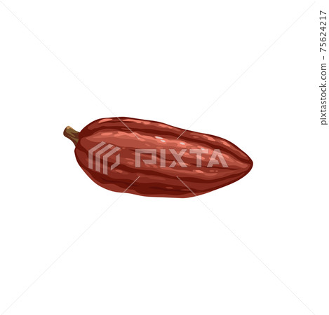 Cocoa bean vector icon, chocolate and cacao plant Cocoa bean vector icon, chocolate and cacao plant 75624217