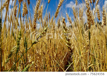 Autumn wheat field Spring love 75624356