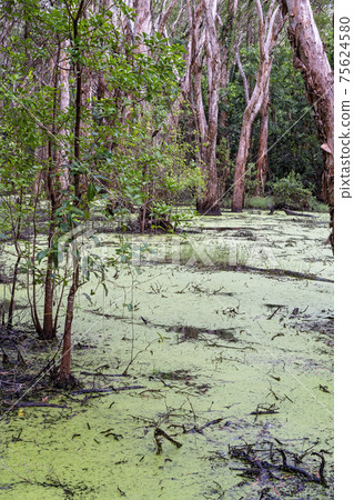 Swampy Melaleuca Forest 75624580