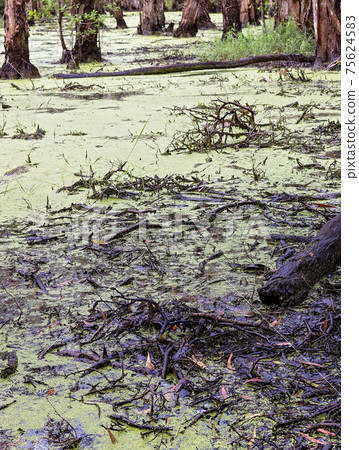 Algae Covered Swamp Algae Covered Swamp 75624583