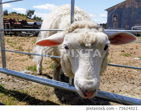 Ovis aries在新西蘭的牧場上 Ovis aries在新西蘭的牧場上 75624821