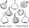 illustration Set of drawing different garlic lineart 75624920