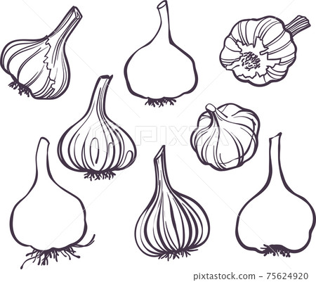 illustration Set of drawing different garlic lineart 75624920