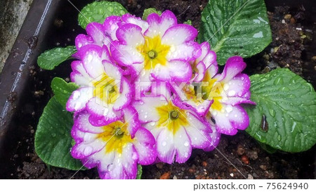 Primula on a rainy day 75624940