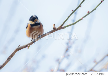 Varied Tit Varied Tit 75624986
