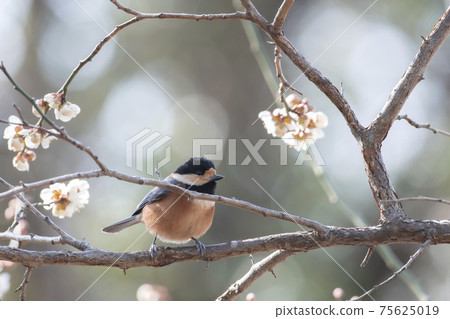 Varied Tit 75625019