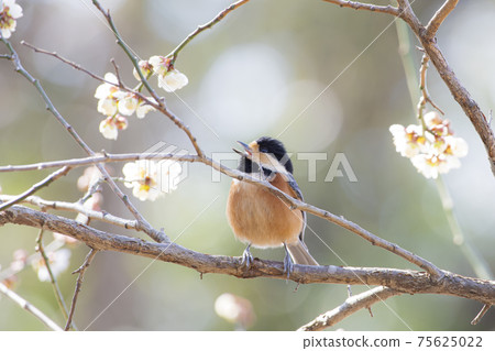 各種山雀 75625022