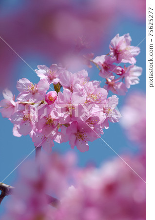 Kawazu櫻桃樹和藍天 Kawazu櫻桃樹和藍天 75625277