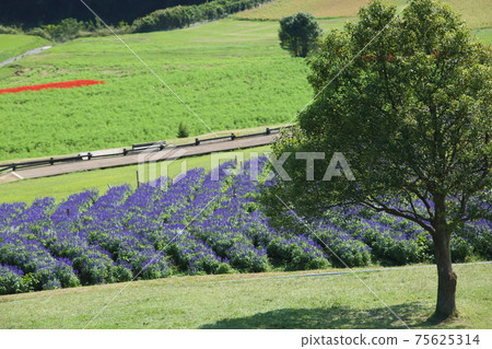 Awaji Hanasaki Blue Salvia Awaji Hanasaki Blue Salvia 75625314