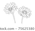Gerbera pen drawing 75625380