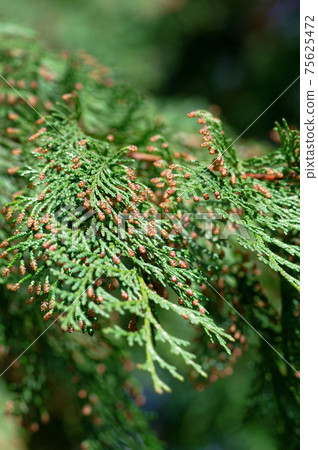 導致花粉症的植物 柏樹 照片素材 圖片 圖庫