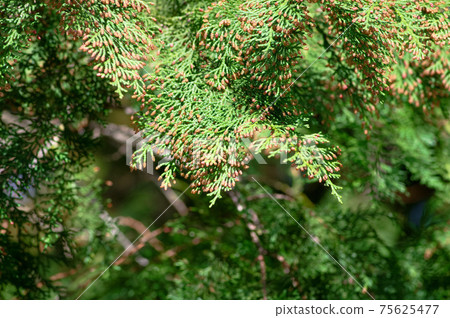 導致花粉症的植物 柏樹 照片素材 圖片 圖庫 導致花粉症的植物 柏樹 照片素材 圖片 圖庫