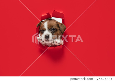 Cute little puppy of Jack Russell terrier dog torning through red background. 75625883
